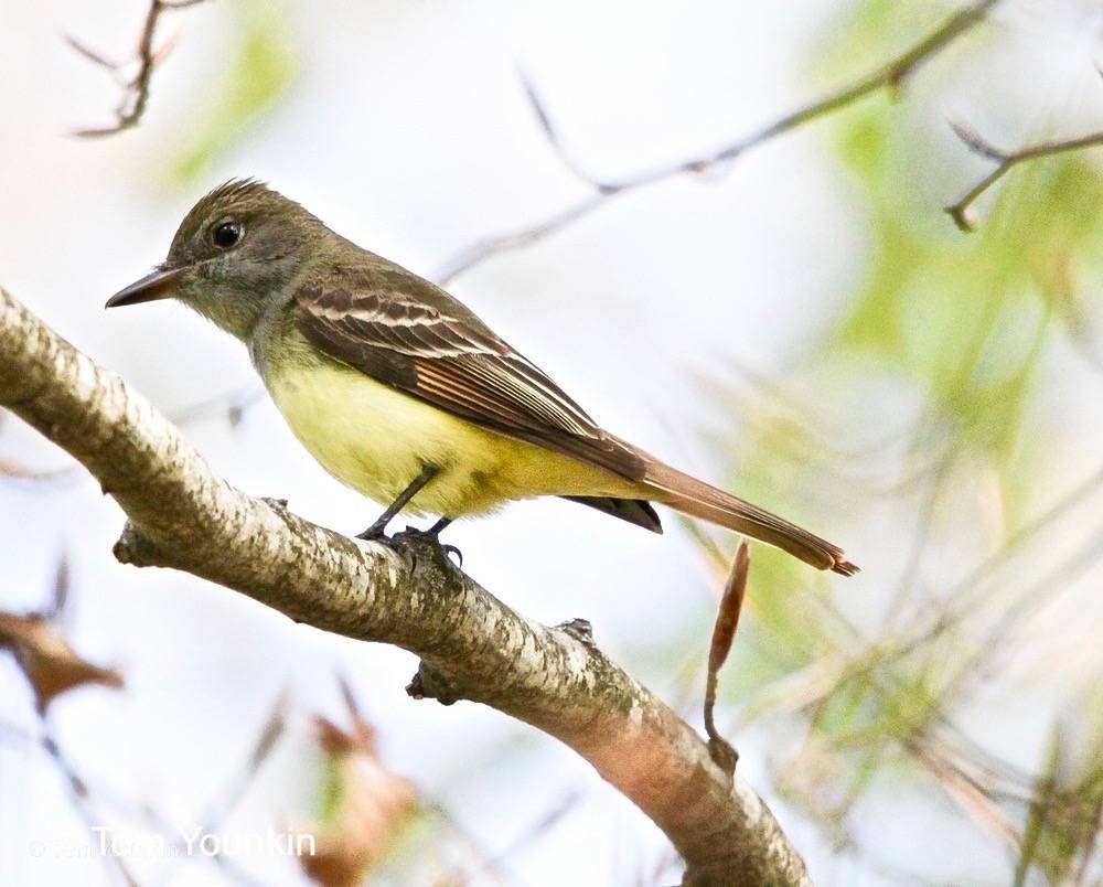 ジュリエット　ケペシュ『Birds』鳥 04 Great Crested Flycatcher.